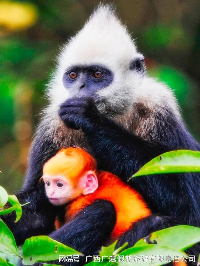 九游娱乐:2025年末广西研学市场深度调查:谁在真正赢得学校和家长的信任?(图1)